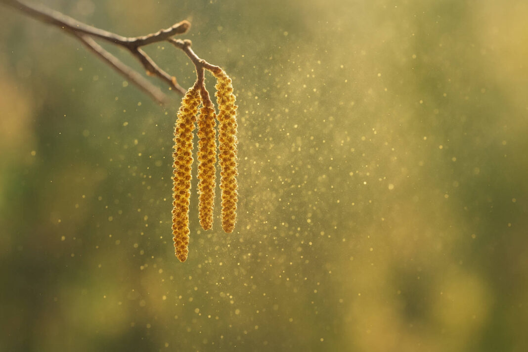 Co pyli w lutym? Zbliżenie na pyłki drzew, które rozpylają alergeny w lutym w Polsce