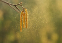 Co pyli w lutym? Zbliżenie na pyłki drzew, które rozpylają alergeny w lutym w Polsce