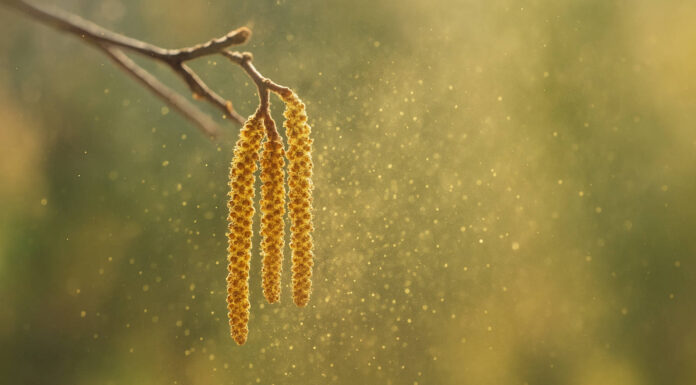 Co pyli w lutym? Zbliżenie na pyłki drzew, które rozpylają alergeny w lutym w Polsce