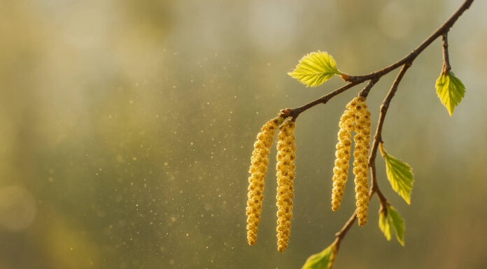 Kotki olszy i widoczne w powietrzu pyłki w kontekście alergii