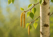 Kotki brzozy i widoczne w powietrzu pyłki w kontekście alergii