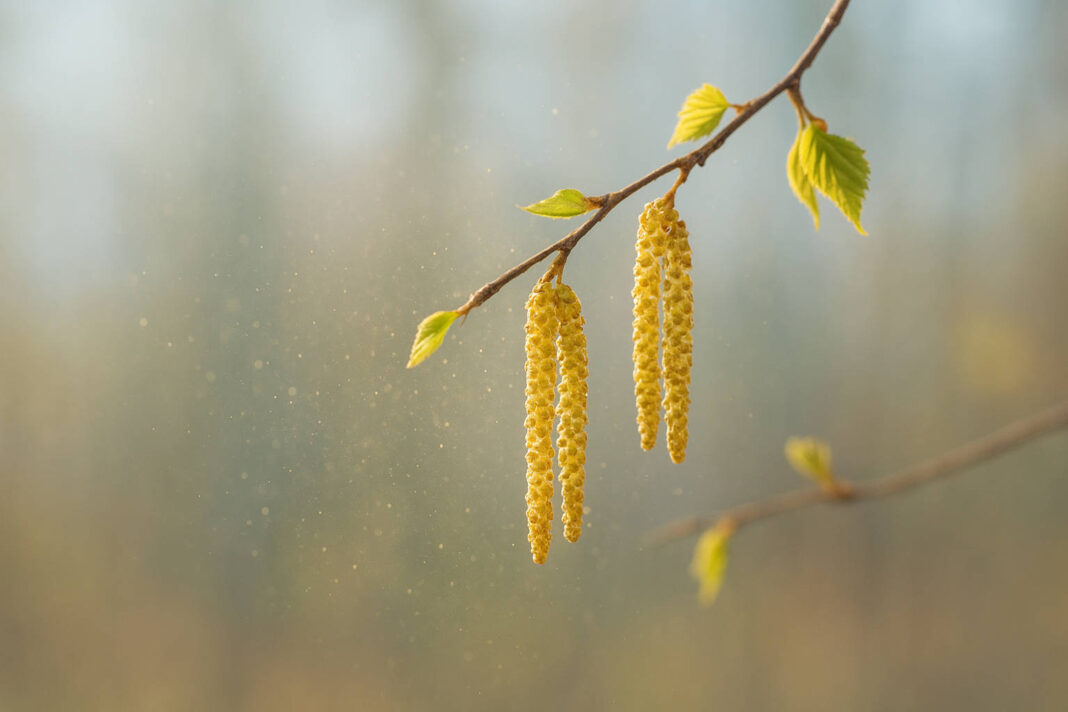 Kotki leszczyny i widoczne w powietrzu pyłki w kontekście alergii