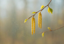 Kotki leszczyny i widoczne w powietrzu pyłki w kontekście alergii