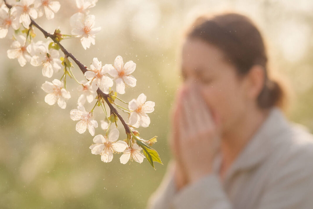 Kwitnące drzewo, w tle kichająca kobieta