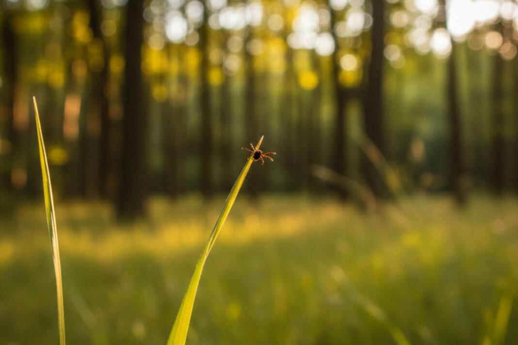 Kleszcz na źdźble trawy w lesie