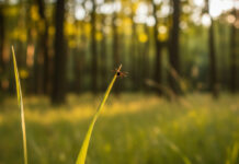 Kleszcz na źdźble trawy w lesie