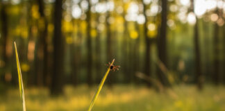 Kleszcz na źdźble trawy w lesie