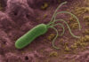 Zbliżenie mikroskopowe 3d bakterii helicobacter pylori