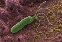 Zbliżenie mikroskopowe 3d bakterii helicobacter pylori