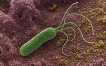 Helicobacter pylori – objawy zakażenia i skuteczne leczenie Zbliżenie mikroskopowe 3d bakterii helicobacter pylori