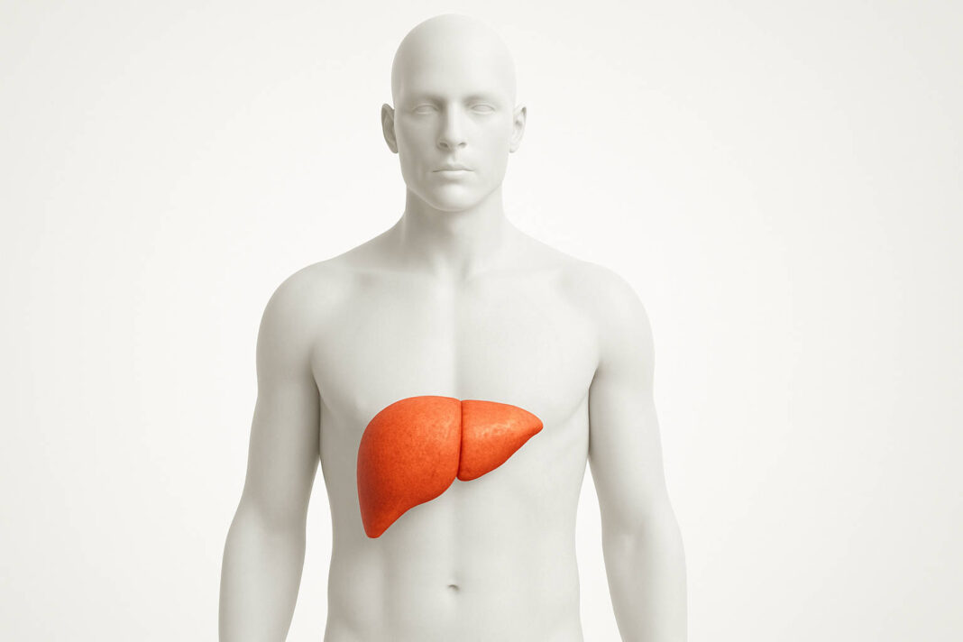 Ilustracja 3d człowieka z zaznaczoną wątrobą w kontekście marskości wątroby