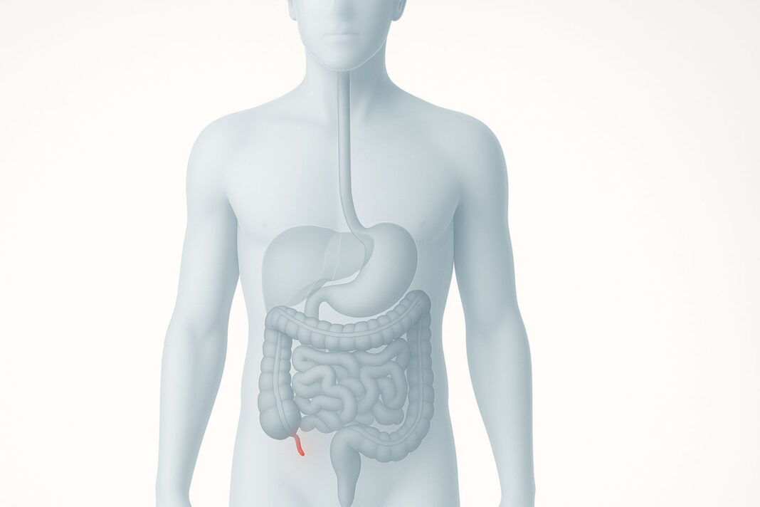 Ilustracja prezentująca anatomię człowieka i wskazany wyrostek robaczkowy