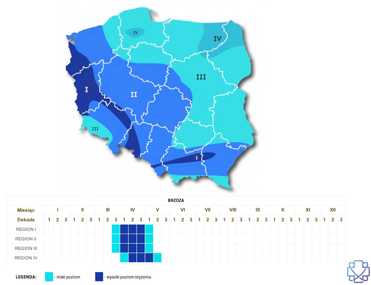 Kiedy pyli brzoza - kalendarz pylenia brzozy z podziałem na regiony