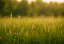 Pyłki traw widoczne nad łąką w ciepłym słońcu