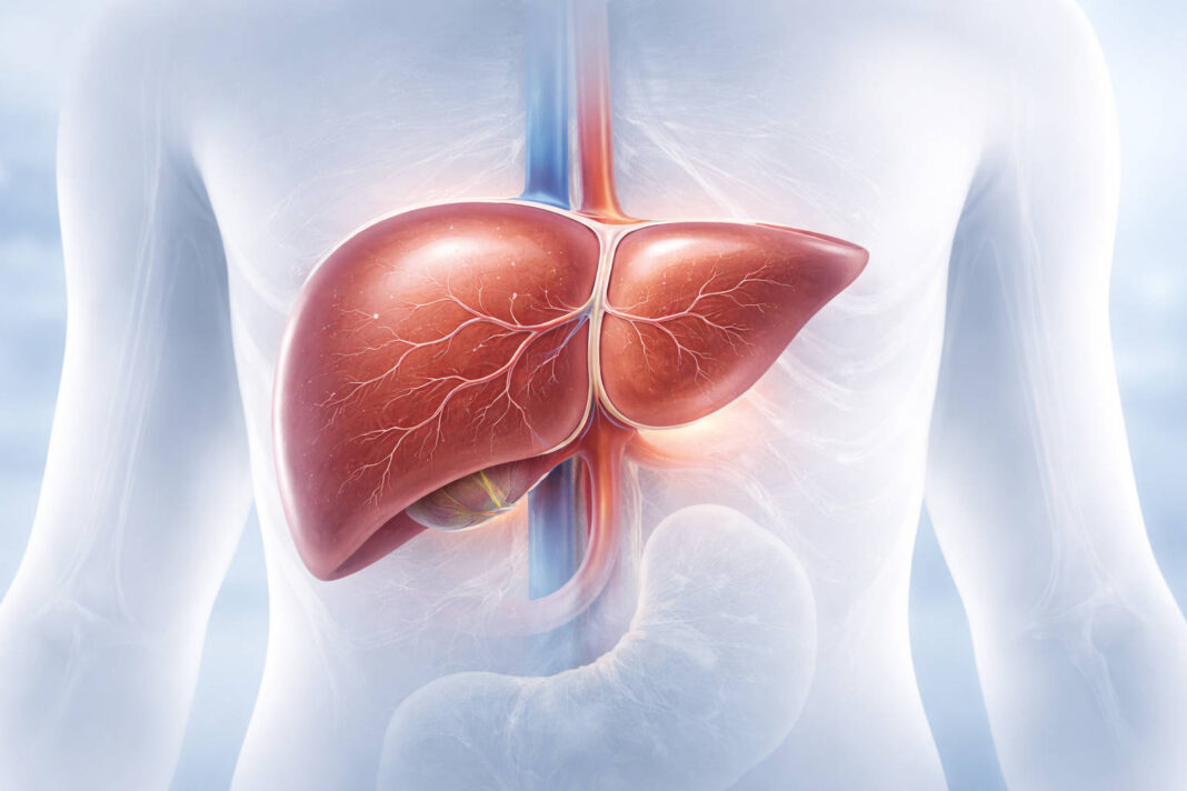 Ilustracja anatomiczna wątroby w odniesieniu do badania ALT
