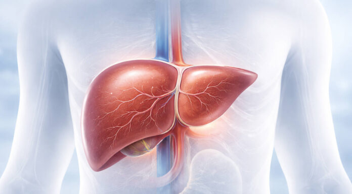 Ilustracja anatomiczna wątroby w odniesieniu do badania ALT