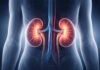 Anatomiczna ilustracja nerek w ludzkim organizmie
