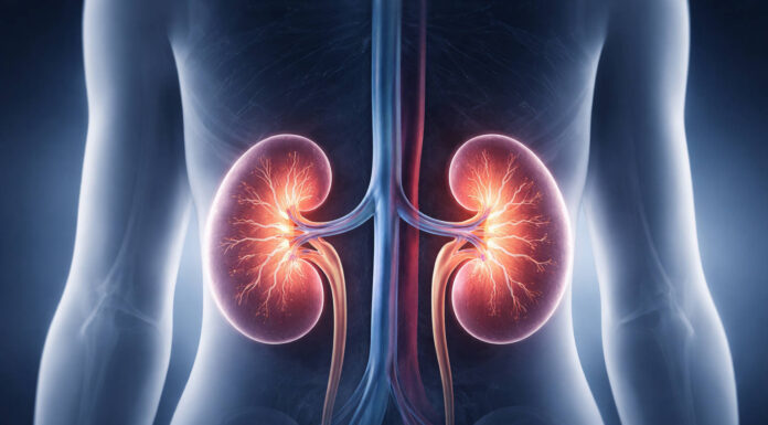 Anatomiczna ilustracja nerek w ludzkim organizmie