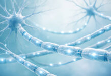 Połączenia nerwowe w kontekście funkcji Tiaminy (Witaminy B1) w organizmie