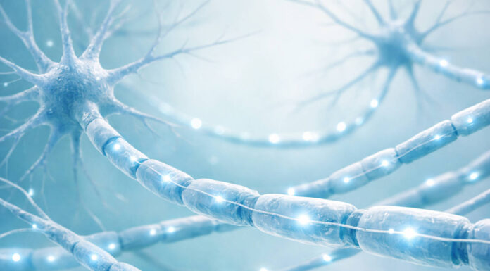 Witamina B1, czyli tiamina i jej rola w układzie nerwowym Połączenia nerwowe w kontekście funkcji Tiaminy (Witaminy B1) w organizmie