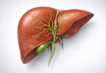 Ilustracja wątroby i dróg żółciowych w kontekście badania GGTP