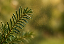 Gałązka cisu i unoszące się pyłki