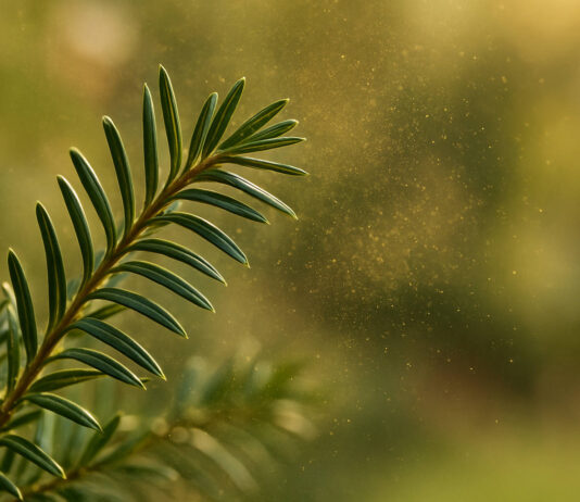 Gałązka cisu i unoszące się pyłki