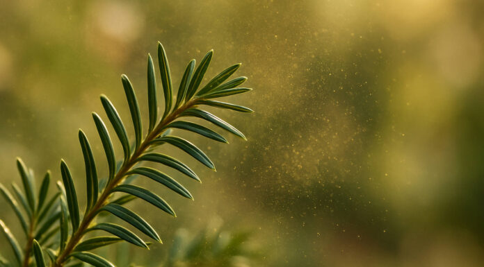 Gałązka cisu i unoszące się pyłki