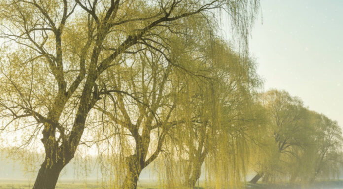 Uczulenie na pyłki wierzby – kiedy występuje i sposoby na ulgę Wierzby nad rzeką