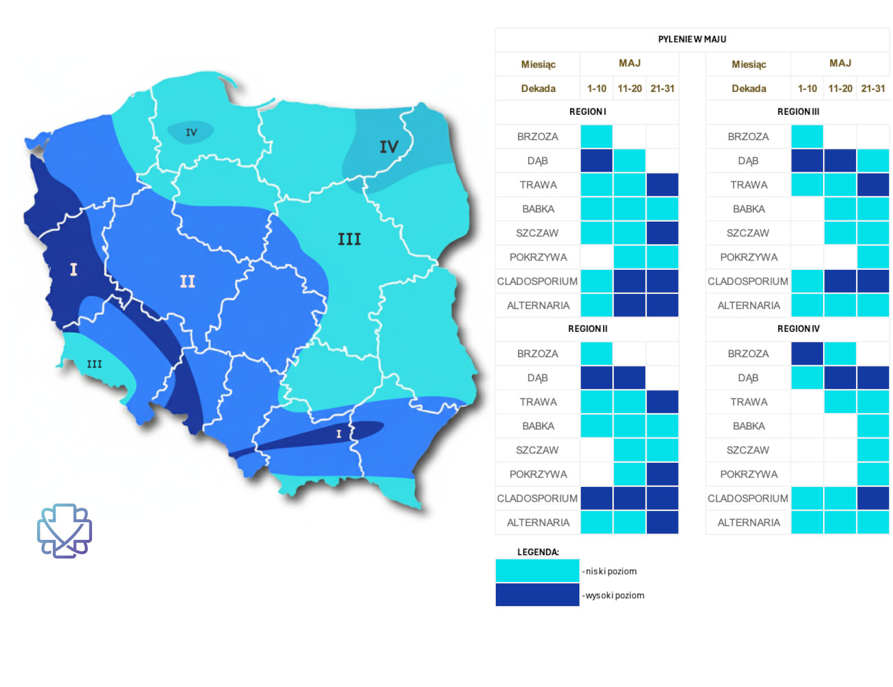 Kalendarz i mapa alergika - co pyli w maju?