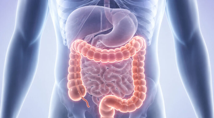 WIzualizacja przewodu pokarmowego z podświetlonym jelitem grubym